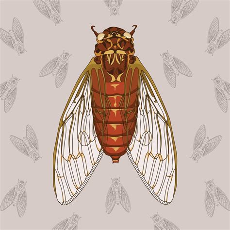 Cicada Hand Drawn Illustration With Pattern Background Vector Art At Vecteezy