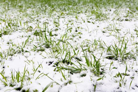 A Natural Phenomenon Unexpected Spring Snowfall And Green Young Stock