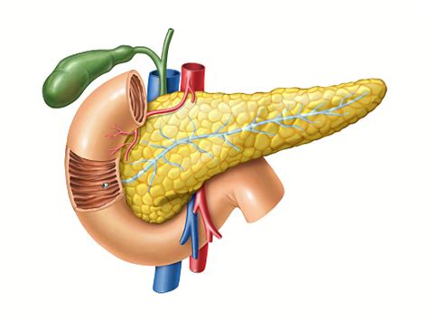 Pancreas Anatomy Stock Illustration - Download Image Now - iStock