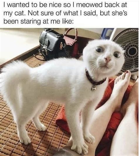 Cat Meme Photo