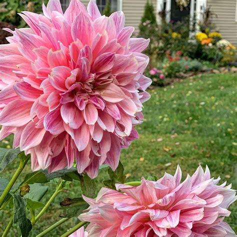 How To Overwinter Dahlias And Other Tender Bulbs Stacy Ling Flower