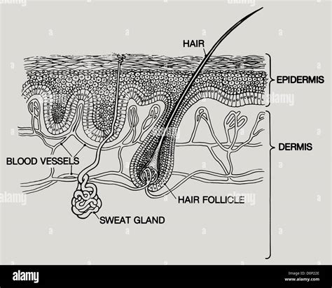 A Diagram Layers Human Skin Two Main Layers Are Epidermis Dermis Two