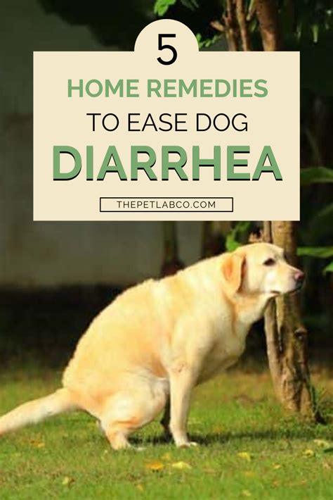Home Remedies You Can Give Your Dog For Diarrhea