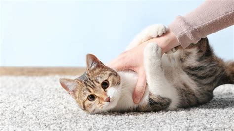 آموزش تربیت گربه خانگی روش صحیح برخورد و تنبیه کردن گربه