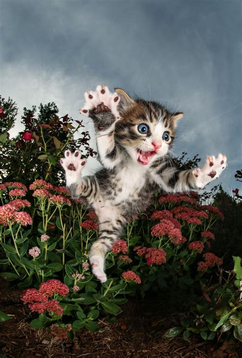 This group doesn't care how many other groups a photo is in. What if Everything You Think About Cats Is Wrong?