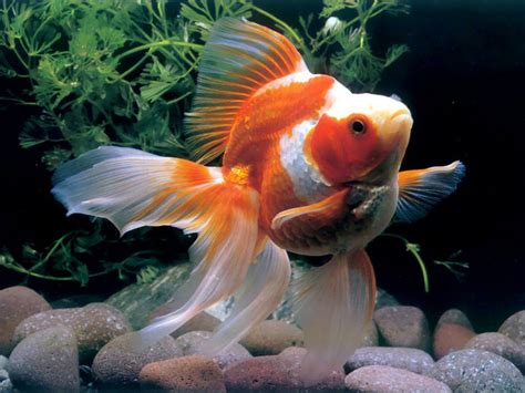 Meryem Uzerli: Top 10 List of Most Beautiful Aquarium Fish