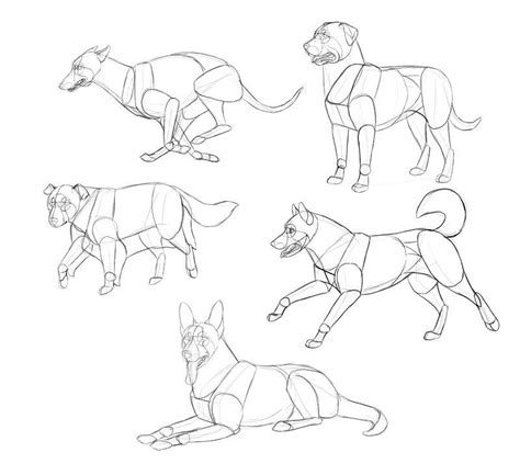 Class101 Learn Animal Anatomy To Draw Realistic Animals From Imagination