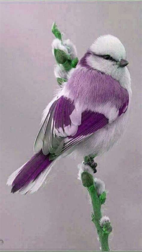 136 Best Birds Purple Pink Images On Pinterest
