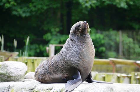 Free Images Animal Wildlife Zoo Fauna Sea Lion Seals Vertebrate