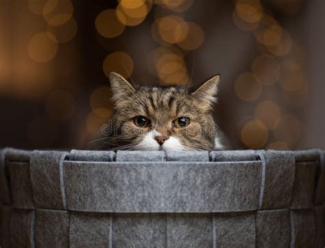 Cat Portrait With Bokeh Light Background Stock Photo Image Of