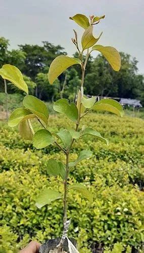 Full Sun Exposure Thai Apple Ber Plant At Rs 14plant In Nagaon Id