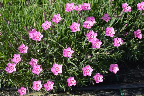 Mountain Frost Pink Twinkle Pinks Dianthus Kond1060k3 In Baltimore