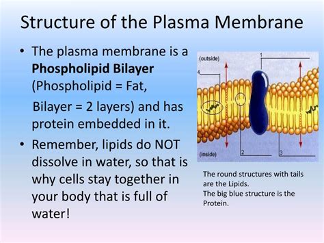 Ppt Plasma Membrane Structure And Function Powerpoint Presentation
