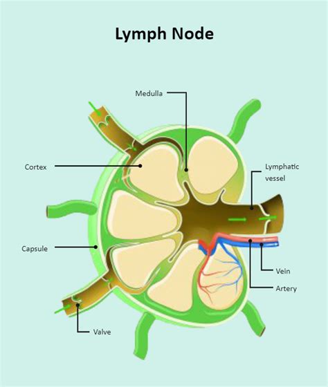 Lymph Node Labeled Edrawmax Template