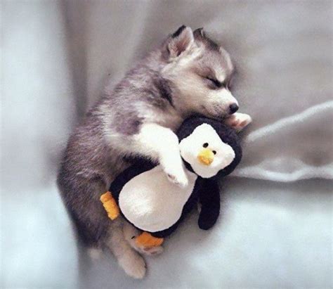 32 Cute Animals That Will Make Your Heart Explode From Cuteness
