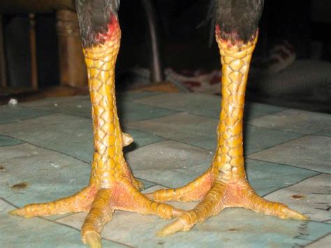 Ayam Bangkok Aduan Jenis Kaki Atau Ceker Ayam Bangkok