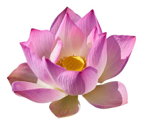 Pink Lotus Png Free Download Png All Png All