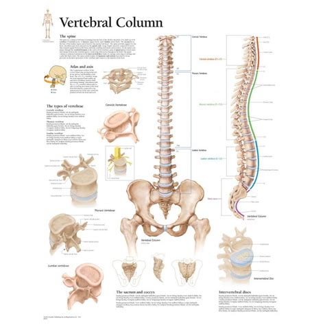 Vertebral Column Anatomy Human Anatomy Quiz Quizizz