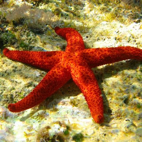 Red Sea Starfish Fromia Milleporella At Kraken Corals