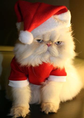 latest funny pictures funny christmas animals