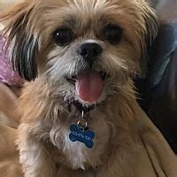 We can help you browse bring your whiskered companions along on some of your portland outings, or pop out to enjoy the live music scene, restaurants, and river views while. Portland, Oregon - Shih Tzu. Meet Clairy, a for adoption ...