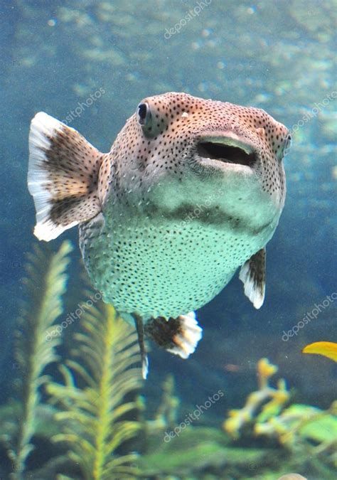 Puffer Fish Swimming In A Water Tank Stock Photo By ©alanbrote 21521311