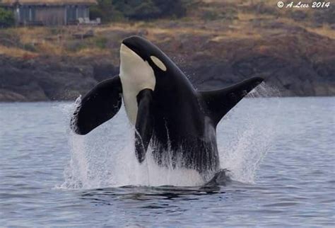 Wild Orca