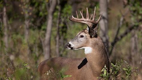 Reports Of Blue Tongue Deer Disease In Mississippi On Rise Magnolia