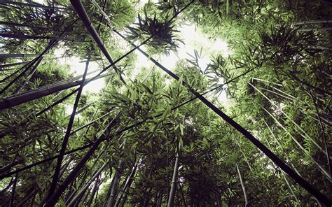 Daily Wallpaper Bamboo Forest In Oahu Hawaii Exclusive