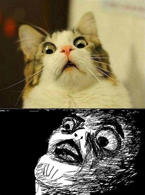 Dear God Funny Cat Faces Cat Memes Scared Cat