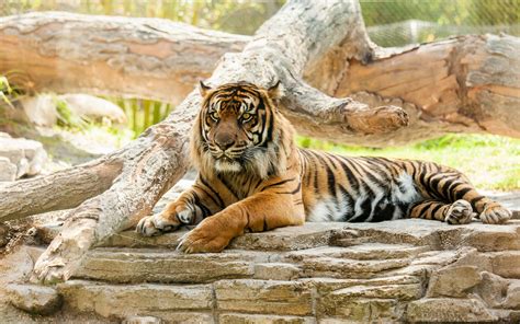 Orange And Black Tiger Tiger Animals Big Cats Hd Wallpaper