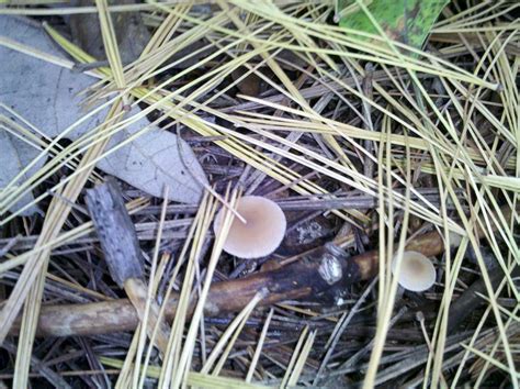 Michigan Mushroom Id Mushroom Hunting And Identification Shroomery