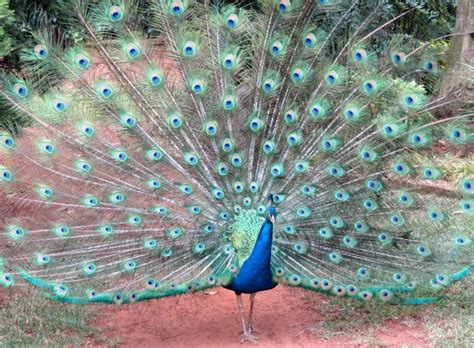 What also adds to the confirmation was that he went to pick up his bag. Pretty Peacock Showing Off | ThriftyFun