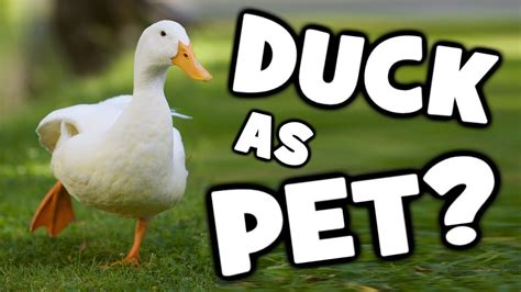 Can You Own A Duck As A Pet Petswall