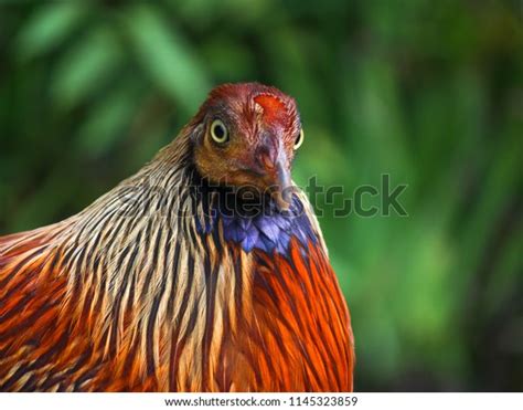 Sri Lankan Jungle Fowl Stock Photo 1145323859 Shutterstock