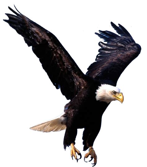 Bird flight 9 by queenphotoshop on DeviantArt
