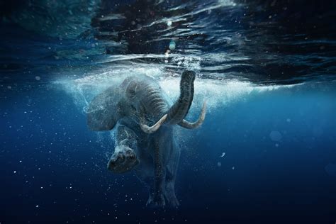Swimming African Elephant Underwater Big Elephant In Ocean With