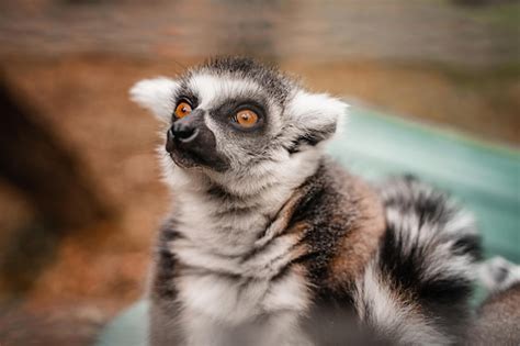 Premium Photo Funny Cute Lemurs At The Zoo