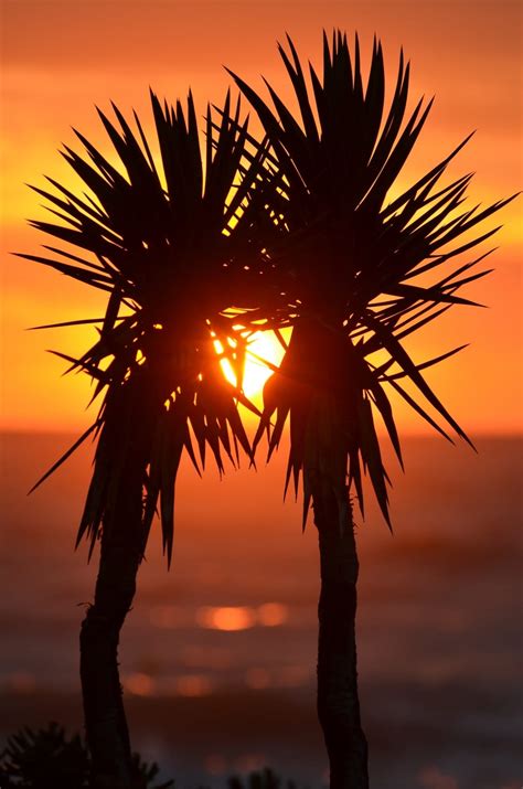 Palm Trees Palms Exotic Sunset Korfu Palm Tree Sunset Free Image