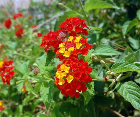 We did not find results for: Image result for small red and yellow flowers | Yellow ...