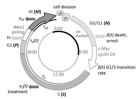 Cell Cycle Model Cells Progress Along Four Phases G0g1 S G2 And M