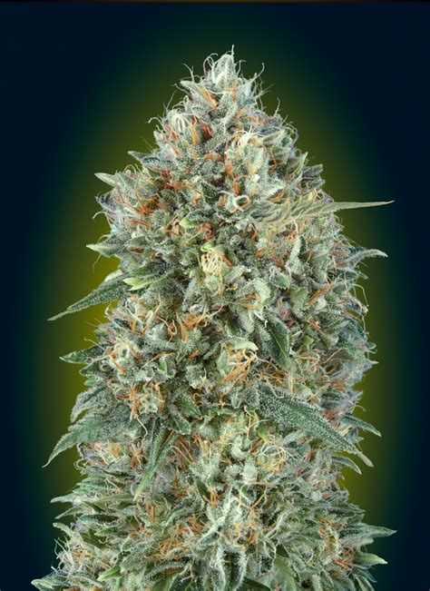 Check spelling or type a new query. Auto Gelato #33 / Advanced Seeds strain info - GrowDiaries