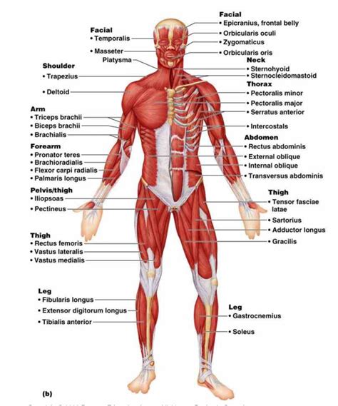 Muscle charts of the human body for your reference value these charts show the major superficial and deep muscles of the human body. Labeled Muscle Human Body | MedicineBTG.com