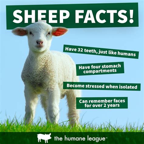 Sheep Facts Fun Facts About Animals Animal Facts For Kids Facts