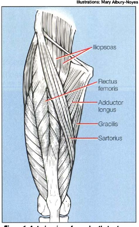 Groin Muscles Diagram Iliopsoas Wikipedia Avoid This Exercise Early