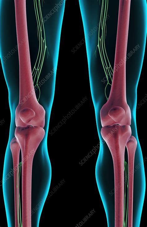 The Lymph Supply Of The Knee Stock Image F0016674 Science Photo