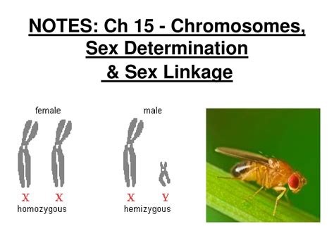 Ppt Notes Ch 15 Chromosomes Sex Determination And Sex Linkage