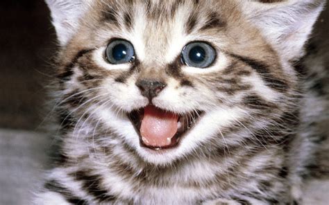 Cats and kittens at play: kittens, Kitten, Cat, Cats, Baby, Cute Wallpapers HD ...