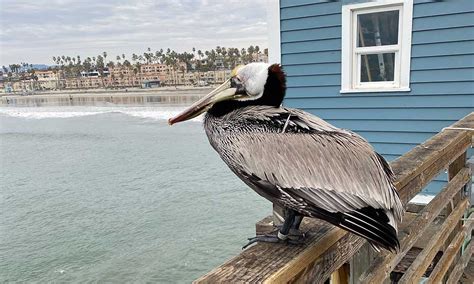 Pelican Facts Types Diet Habitat Lifespan And More Facts The Grom Life