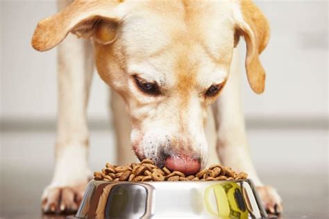 Best Dog Food For Dogs With Allergies Palmdale Veterinarians